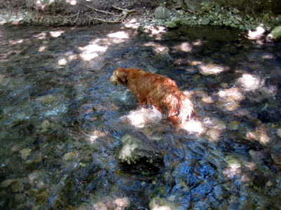 Getting wet in City Creek