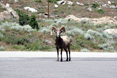 Bighorn sheep at Sinks Canyon State Park