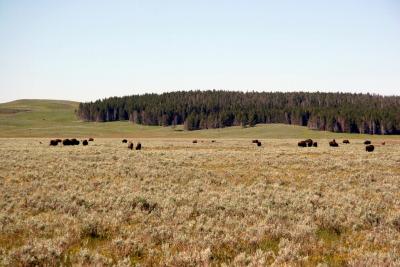 A herd of Bison in Yellowstone