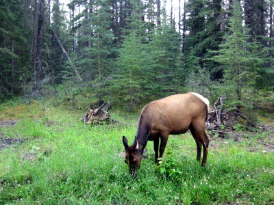 Elk in Jasper National Park