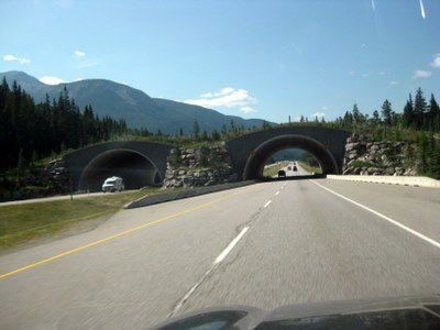 Wildlife Crossing on TCH1