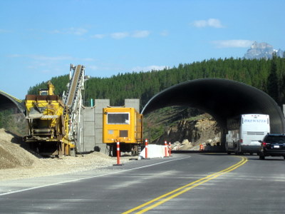 Wildlife Crossing on TCH1