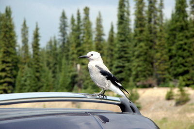 Clark's Nutcracker