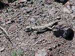 Horned Lizard