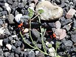 Blister Beetles Mating