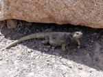 Chuckwalla below Titus Canyon