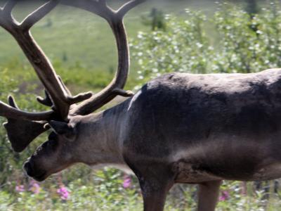 Caribou in Denali National Park