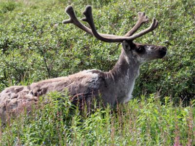 Caribou in Denali National Park