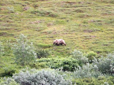 Grizzly bear in Denali National Park