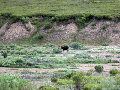 Bull moose in Denali National Park