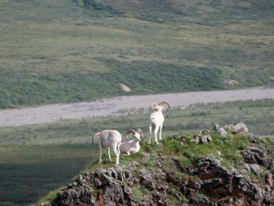Dall sheep in Denali National Park