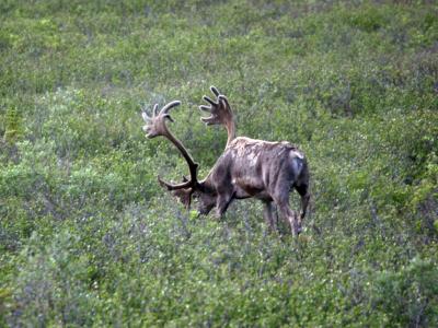 Caribou in Denali National Park