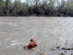 Animas River