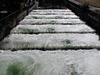 Fish Ladder at Bonneville Dam