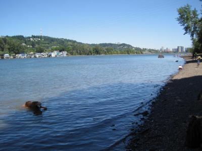 Holly in the Willamette River, Portland