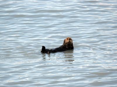 Sea Otter in Port Valdez