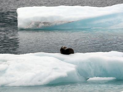 Sea otter on ice near Columbia Glacier