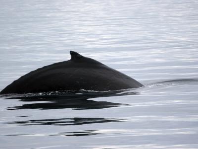 Humpback whale, Prince Williams Sound