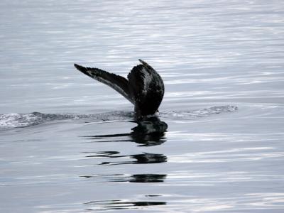 Humpback whale, Prince Williams Sound