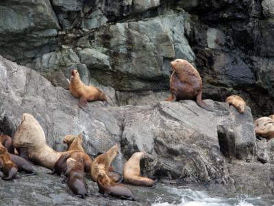 Sea Otters near Glacier Island