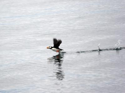 Puffin on Prince William Sound