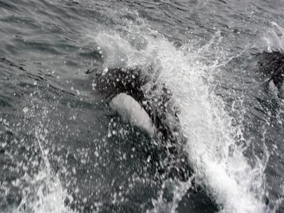 Dall's Porpoises in Prince Williams Sound