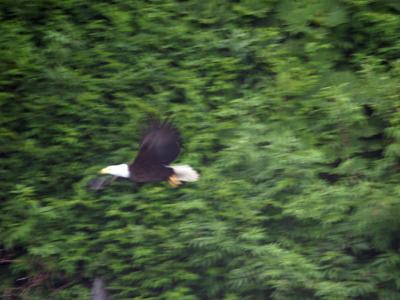 Bald Eagle in Port Valdez