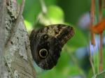 Cockerell Butterfly Center