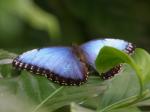 Cockerell Butterfly Center