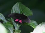 Cockerell Butterfly Center