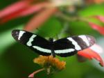 Cockerell Butterfly Center