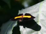 Cockerell Butterfly Center