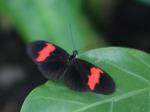 Cockerell Butterfly Center