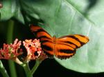 Cockerell Butterfly Center