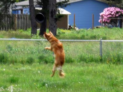 Nikki playing Frisbee