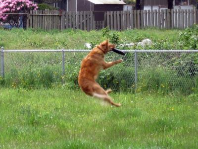 Nikki playing Frisbee