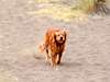 Holly running in sand