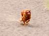 Holly running in sand