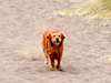 Holly running in sand