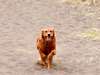 Holly running in sand