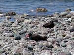 Black Oystercatchers