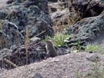 Ground Squirrel