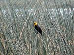 Yellow Headed Blackbird