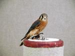 Kestrel