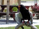 Bateleur Eagle