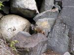 Marmot