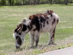 Wild Burro