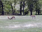 Pronghorn