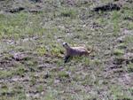 Thirteen-Lined Ground Squirrel