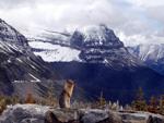 Going to the Sun Road